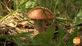 «Тихая» охота: мифы и правда о грибах . Доброе утро. Фрагмент