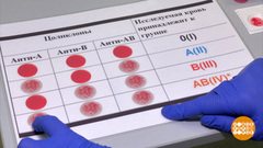 Мы одной крови! Доброе утро. Фрагмент