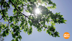 Ну-ка, солнце, ярче брызни! Доброе утро. Фрагмент