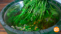 Разноцветье в бане. Доброе утро. Фрагмент