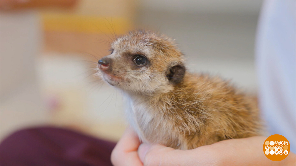 Сурикаты: любопытные и бесстрашные. Доброе утро. Фрагмент выпуска от 29.08.2025