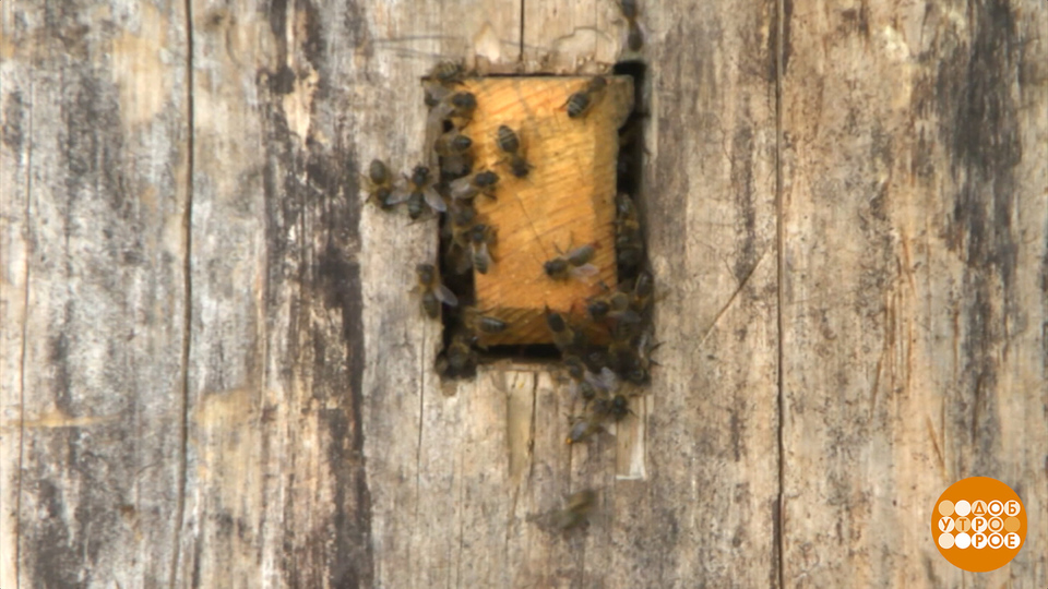 Бурзянские пчелы: на работу — всем семьей! Доброе утро. Фрагмент выпуска от 29.08.2025