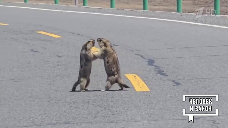 Видео недели. Драка сурков, медвежонок, горящий автомобиль. Человек и закон. Фрагмент выпуска от 29.08.2025