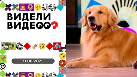 Внештатная ситуация; кот против йоги; бассейн не по размеру. Видели видео? 