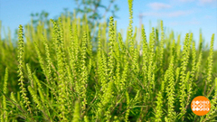 Пыльца летит… А далеко? Доброе утро. Фрагмент 