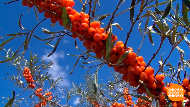 Облепиха: каждый сорт — особенный. Доброе утро. Фрагмент 