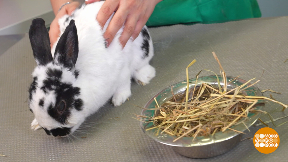 Ушки на макушке: как правильно ухаживать за кроликом. Доброе утро. Фрагмент выпуска от 05.09.2025