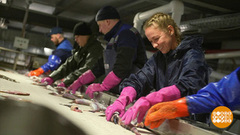 Северо-Курильск: работа будет всегда! Доброе утро. Фрагмент