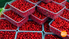 Клоповка: уникальная, дикая, вкусная. Доброе утро. Суббота. Фрагмент 