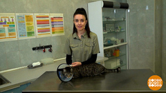 Не по коту воротник! Но надо. Доброе утро. Фрагмент