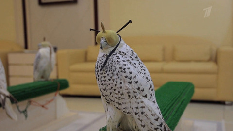 Абу-Даби. Жизнь других. Анонс