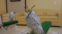 Абу-Даби. Жизнь других. Анонс