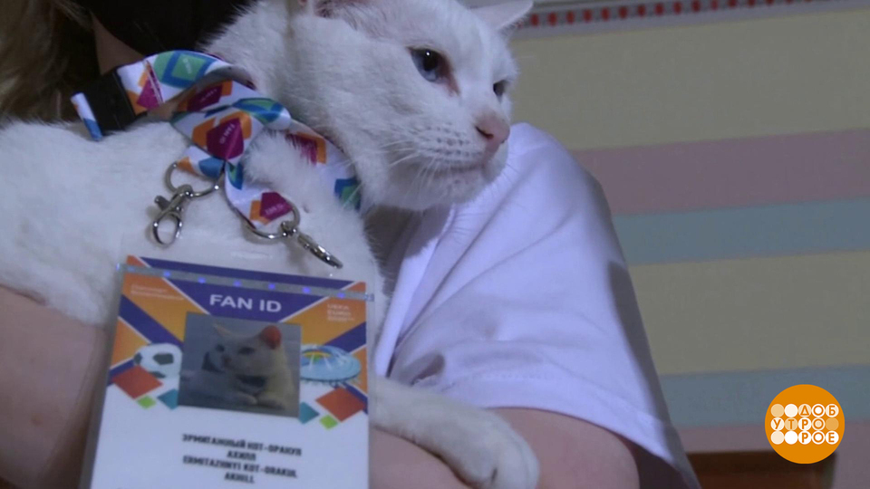 Большой спорт и маленькие победы животных-предсказателей. Доброе утро. Фрагмент выпуска от 12.09.2025