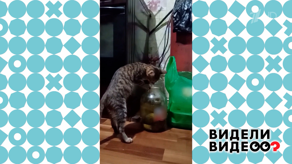 Кот, которого потянуло на соленое. Видели видео? Фрагмент выпуска от 14.09.2025