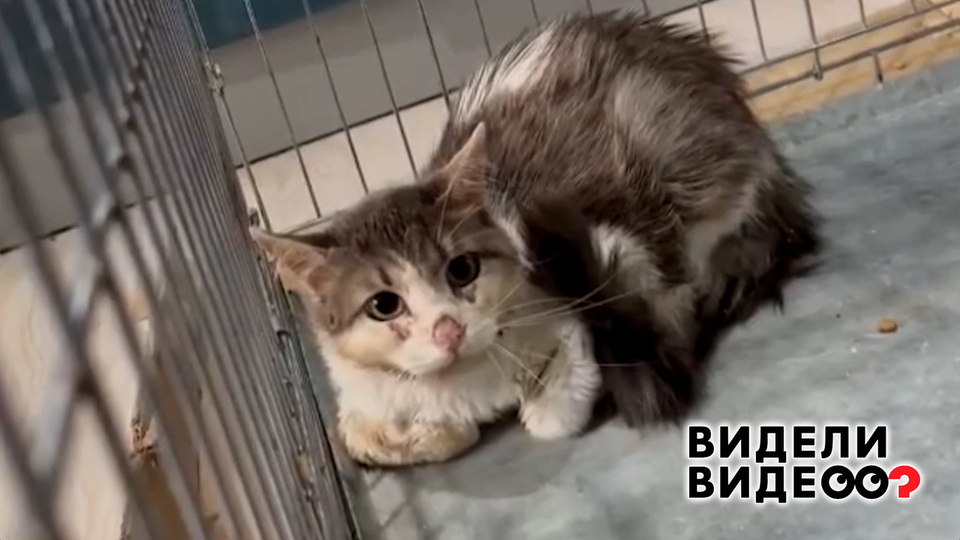 История бездомного кота Айсика. Видели видео? Фрагмент выпуска от 14.09.2025