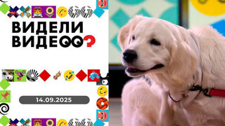 Ревнивый кот, кот-спидрайтер, очень вдохновляющее пение. Видели видео?