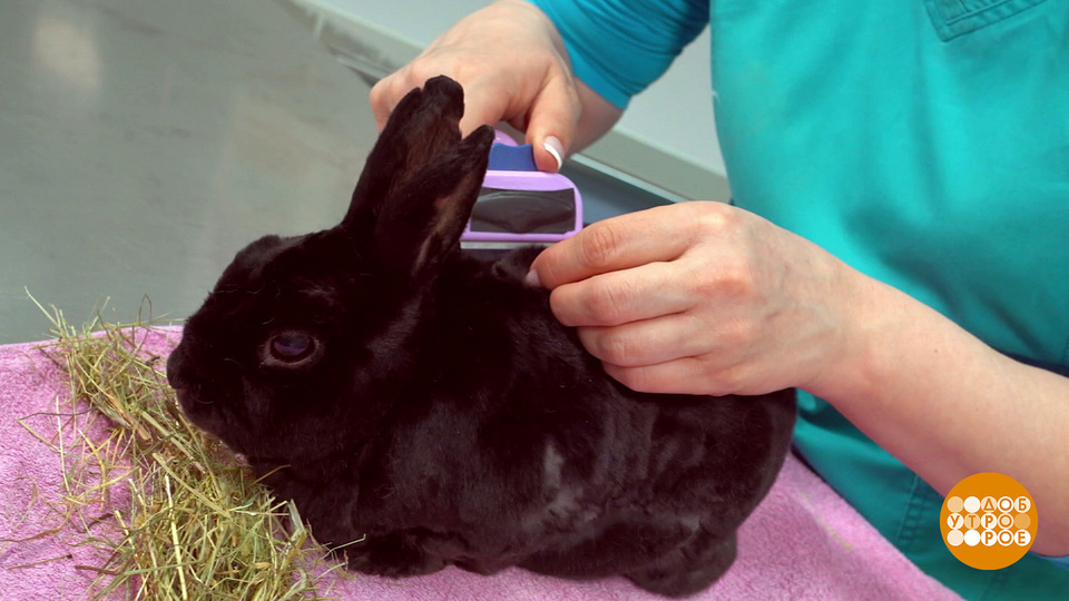 Учимся вычесывать кролика. Доброе утро. Фрагмент выпуска от 16.09.2025