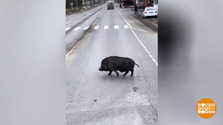 Кабаны с большой дороги… А также лоси, зайцы и коза по имени Булочка. Доброе утро. Фрагмент 