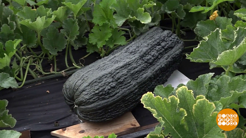 Кабачок Гена и другие рекордсмены. Доброе утро. Фрагмент выпуска от 16.09.2025