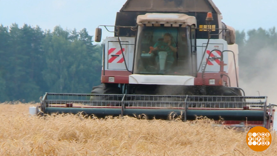 Виды на урожай: что пожнем? Доброе утро. Фрагмент выпуска от 17.09.2025