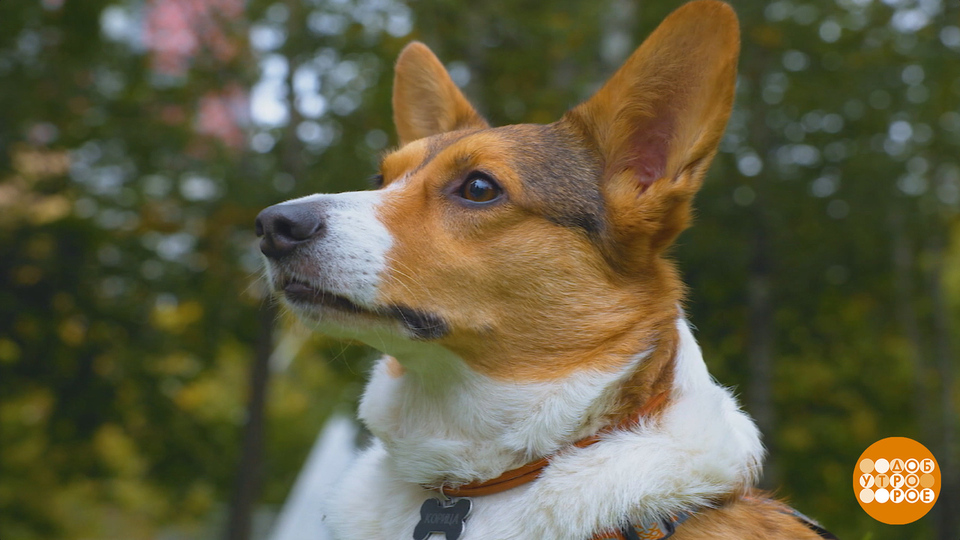 Собака, пошли в парк! Доброе утро. Фрагмент выпуска от 18.09.2025