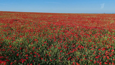 Таманский полуостров. Жизнь своих. Анонс