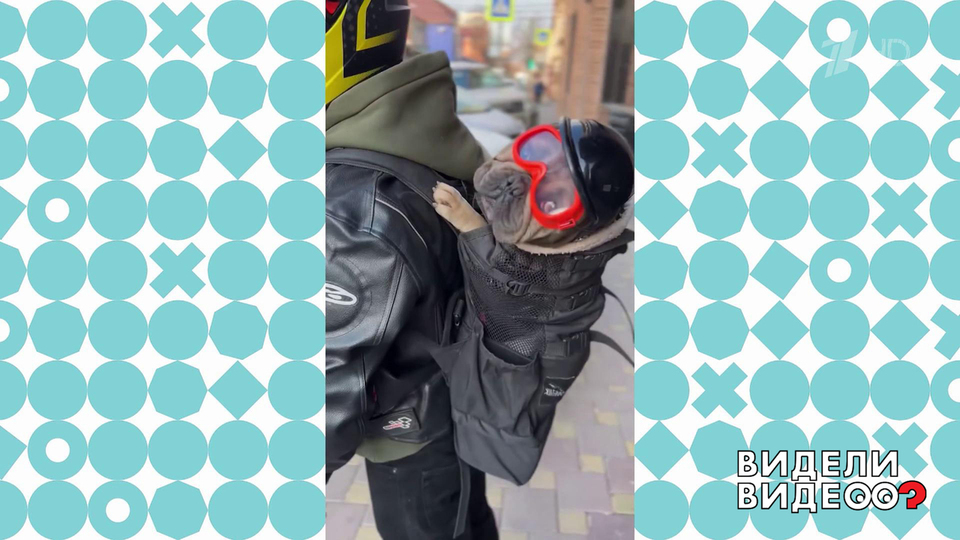 Мотопес. Видели видео? Фрагмент выпуска от 21.09.2025