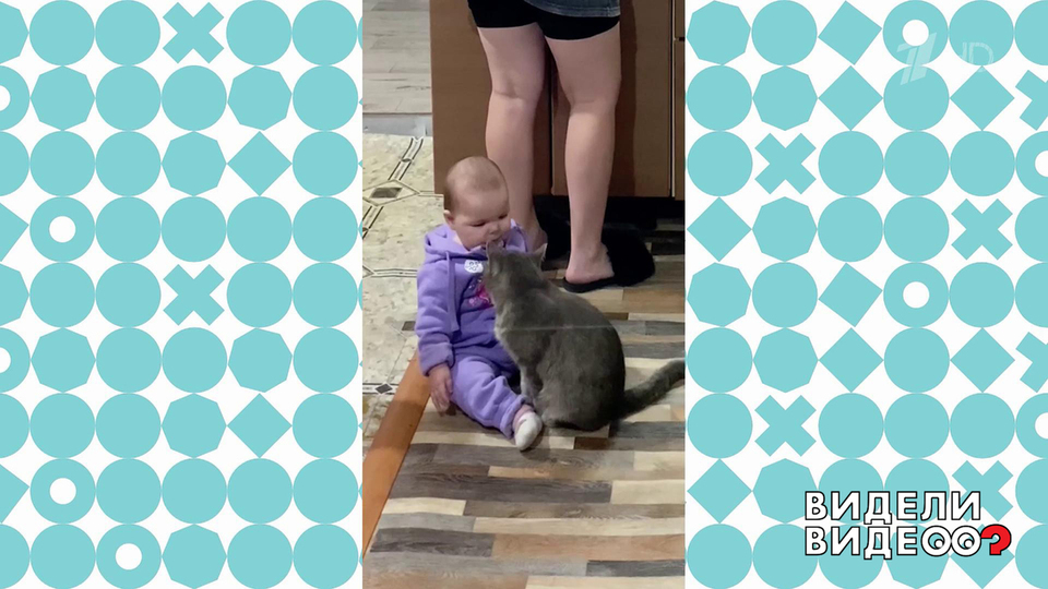 Пушистая няня. Видели видео? Фрагмент выпуска от 21.09.2025