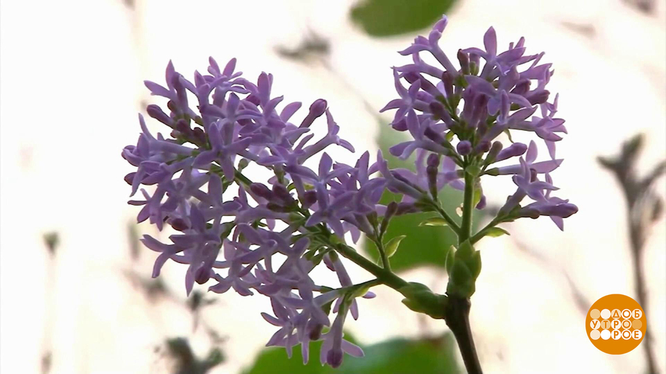 Осень. Сирень цветет… Доброе утро. Фрагмент выпуска от 22.09.2025