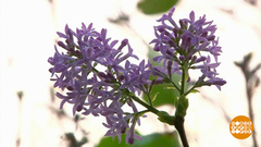 Осень. Сирень цветет... Доброе утро. Фрагмент 