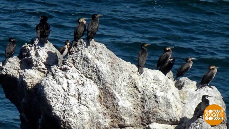 До свидания, птицы! Прилетайте весной! Доброе утро. Фрагмент выпуска от 23.09.2025