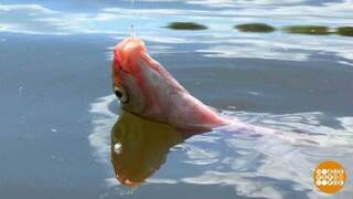 Клюет? Подсекай! Доброе утро. Фрагмент