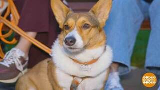 Заселяемся в гостиницу с собакой. Доброе утро. Фрагмент 