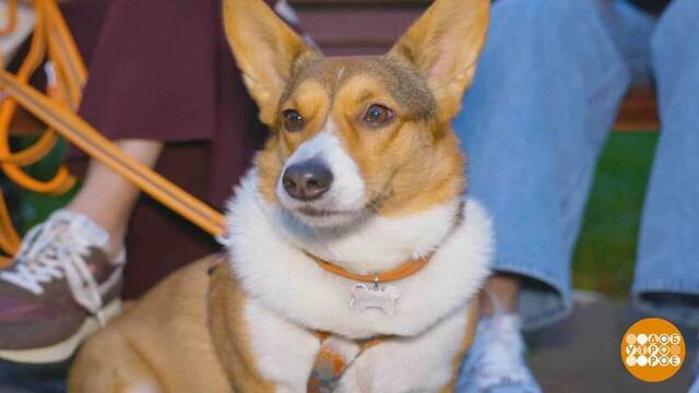 Заселяемся в гостиницу с собакой. Доброе утро. Фрагмент 