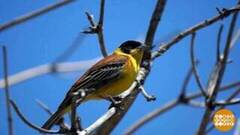 С днем рождения, Байкальский заповедник! Доброе утро. Фрагмент 