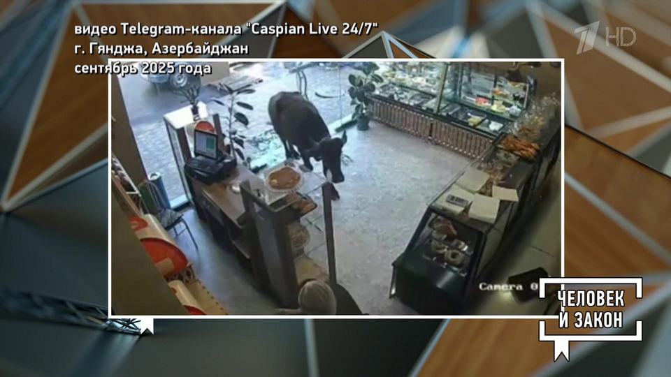 Видео недели: корова-сладкоежка; пьяная шаманка. Человек и закон. Фрагмент выпуска от 26.09.2025