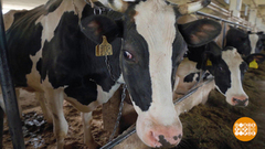 400 коров и один Никита Пименов. Доброе утро. Суббота. Фрагмент 