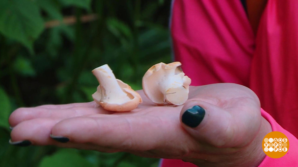 Ежовик — это вам не ежик! И не лисичка… Доброе утро. Суббота. Фрагмент выпуска от 27.09.2025