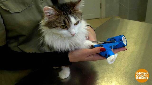 Если котик обжег лапу... Доброе утро. Суббота. Фрагмент 