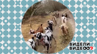 Козы на пробежке. Видели видео? Фрагмент 