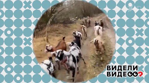 Козы на пробежке. Видели видео? Фрагмент 