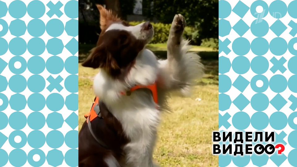 Собака-глюкометр. Видели видео? Фрагмент выпуска от 28.09.2025