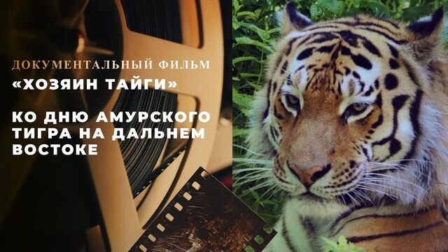 «Хозяин тайги». Документальный фильм ко Дню амурского тигра на Дальнем Востоке