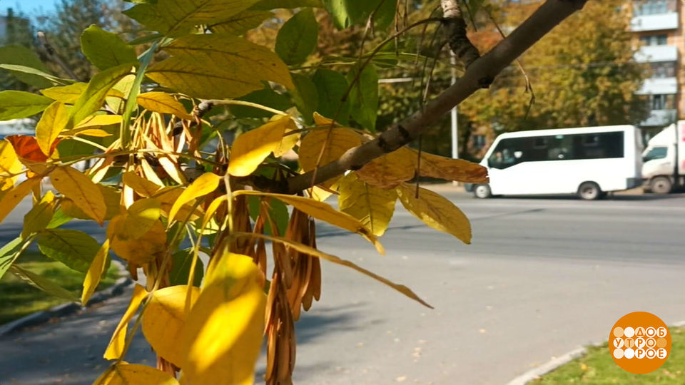 Золотая осень: догнать и перегнать! Доброе утро. Фрагмент выпуска от 29.09.2025