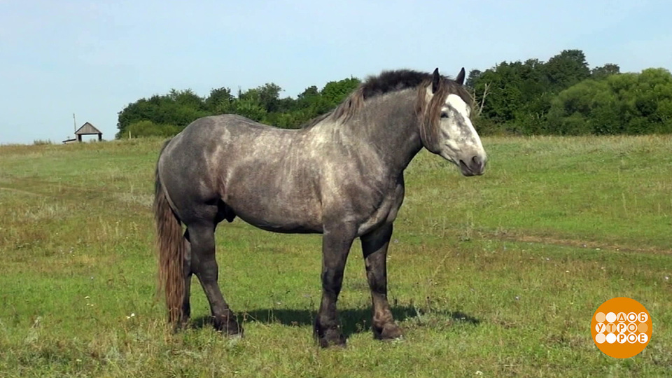 Наши четвероногие помощники. Доброе утро. Фрагмент выпуска от 30.09.2025