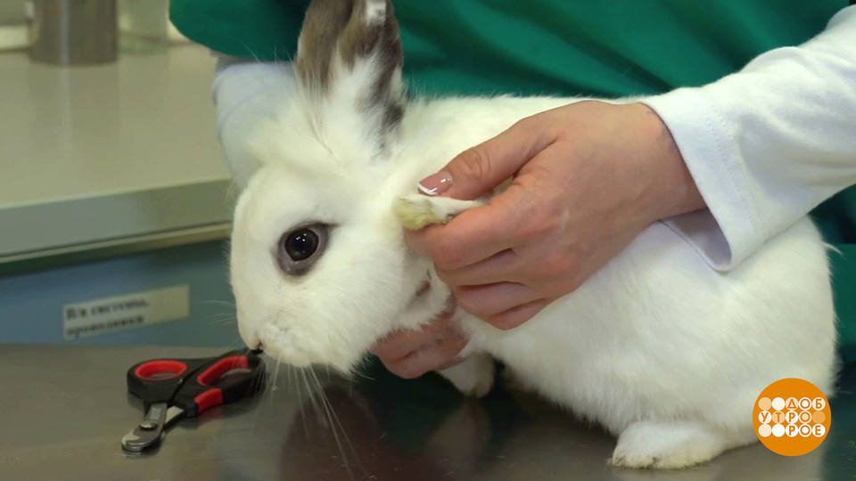 Кролик, дай лапу! Будем подстригать когти… Доброе утро. Фрагмент выпуска от 30.09.2025