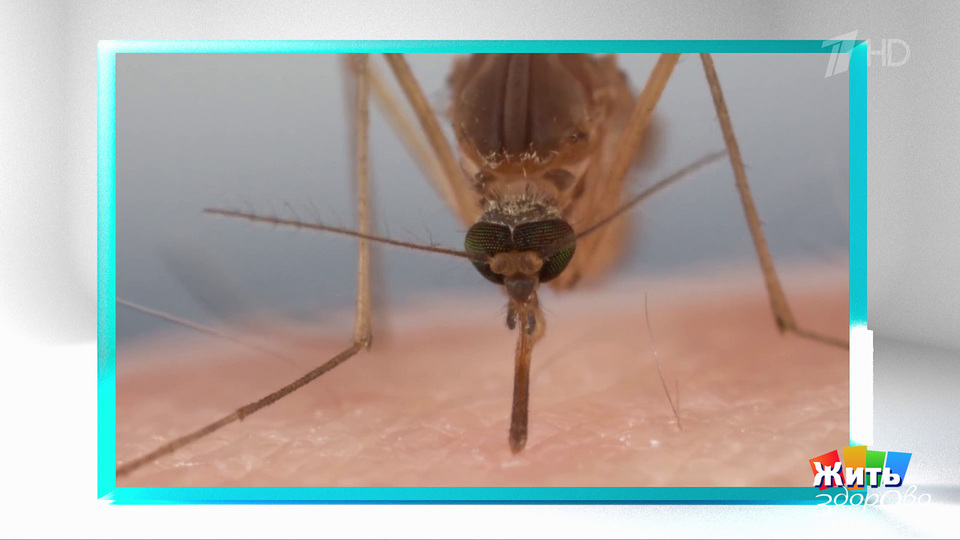 Кому грозит лихорадка Западного Нила? Жить здорово! Фрагмент выпуска от 02.10.2025