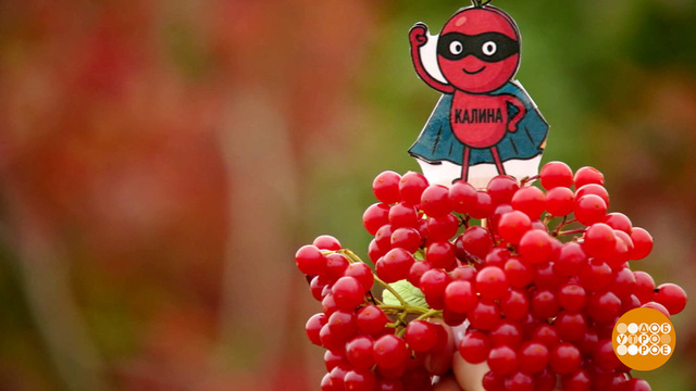 Калина, клюква, брусника — осенние супергерои. Доброе утро. Фрагмент 