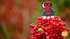 Калина, клюква, брусника — осенние супергерои. Доброе утро. Фрагмент 