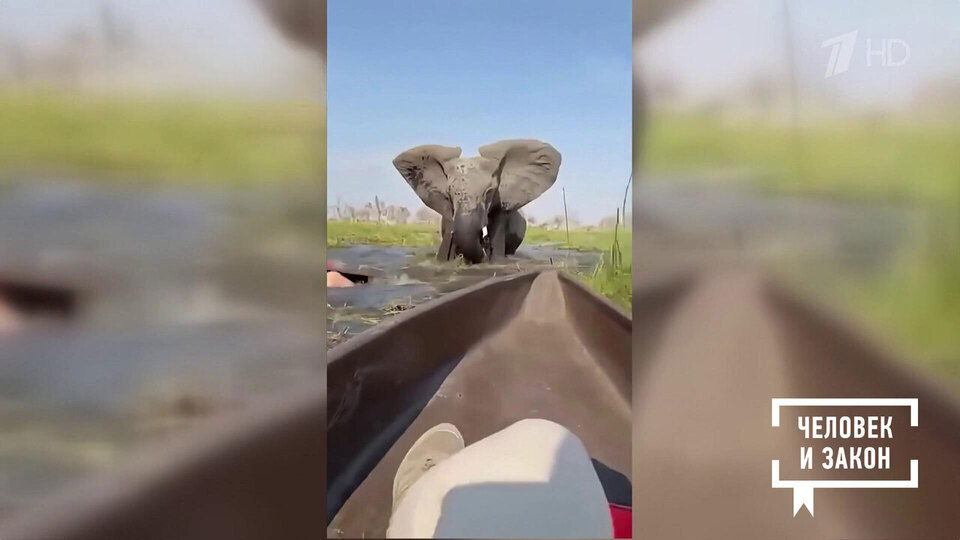 Видео недели. Гнев слонихи. Человек и закон. Фрагмент выпуска от 03.10.2025